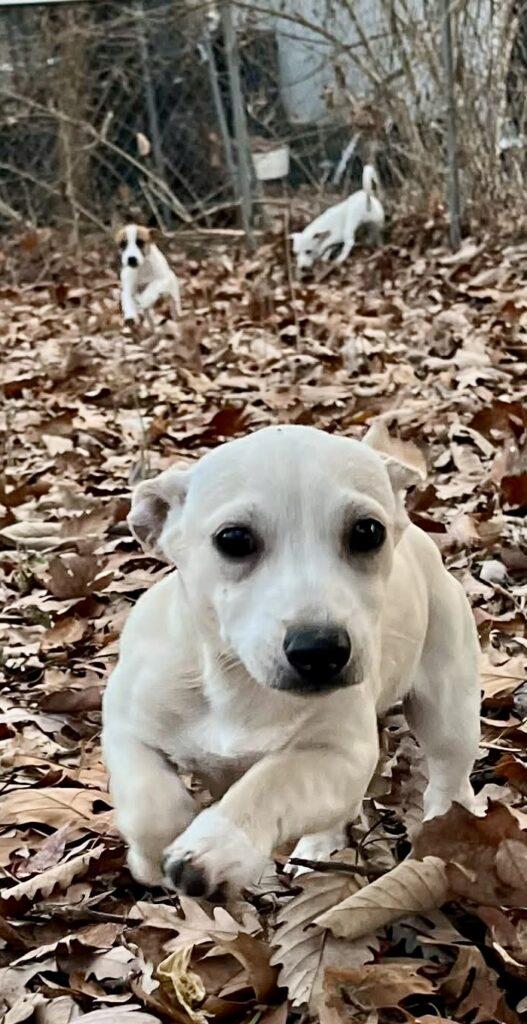 Enlarge Gizmo, a ADOPTABLE mixed breed in Red Hook, NY image 4/5