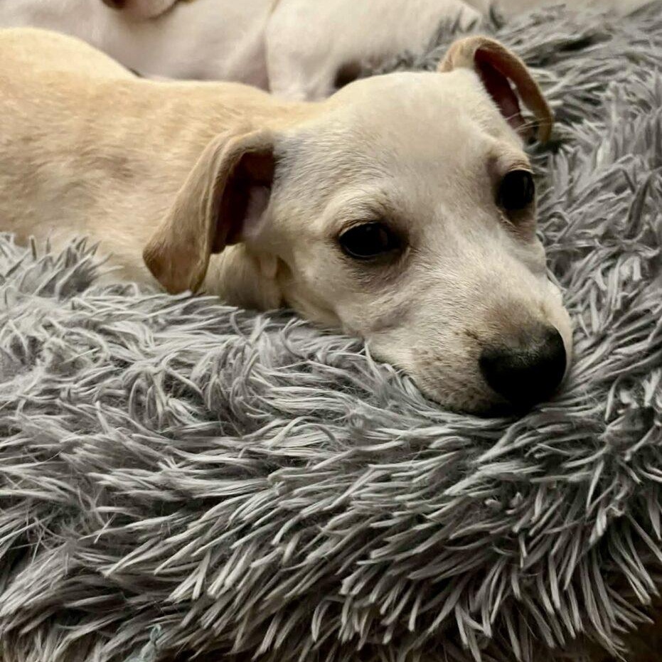 Gizmo, ADOPTABLE, Puppy Male Chihuahua.