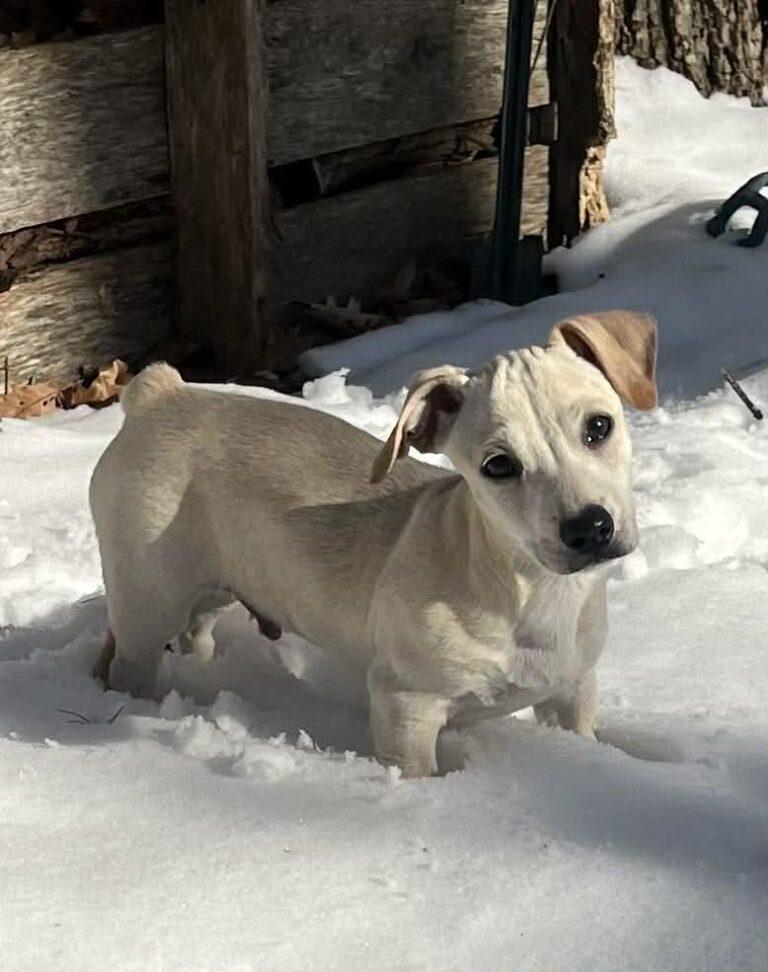 Enlarge Gizmo, a ADOPTABLE mixed breed in Red Hook, NY image 2/5