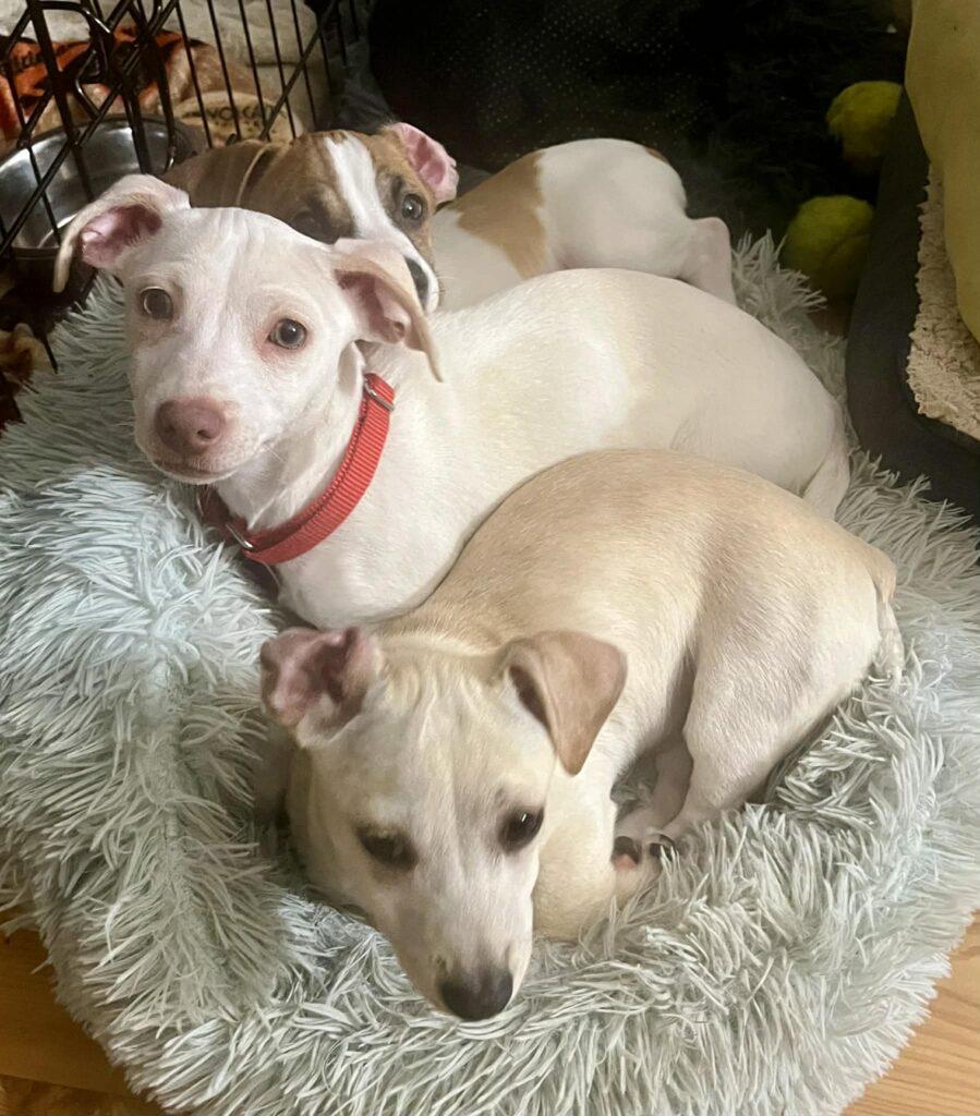 Enlarge Gizmo, a ADOPTABLE mixed breed in Red Hook, NY image 5/5