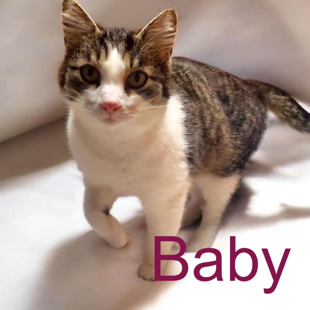 Baby, Adoptable, Adult Female Domestic Medium Hair.