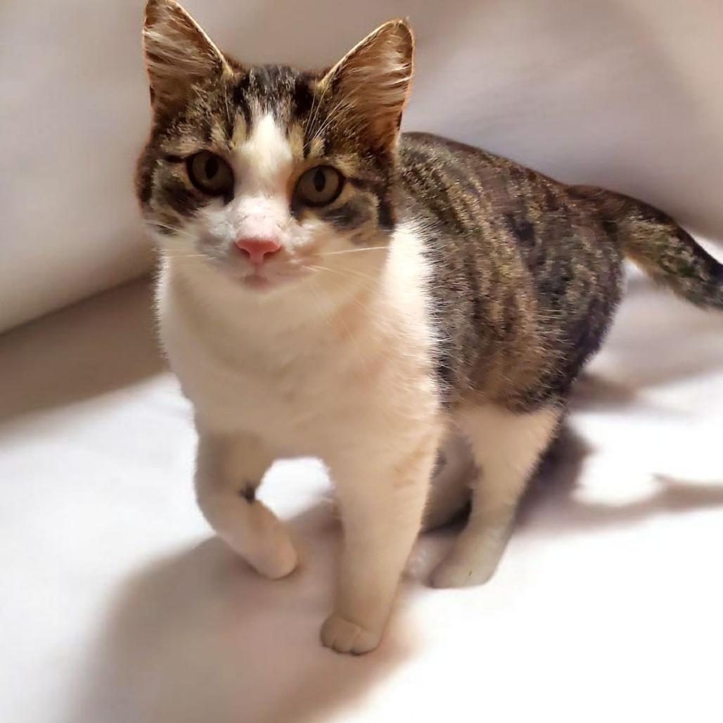 Enlarge Baby, a Adoptable Domestic Medium Hair in Carmel, IN image 1/1