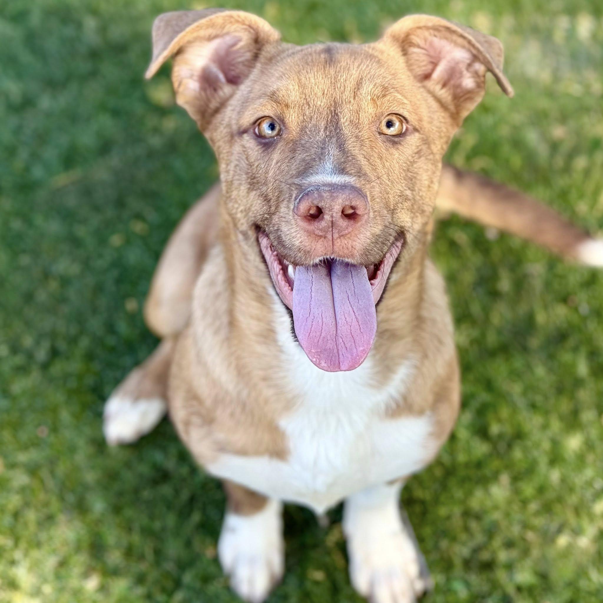 Enlarge Jet, an adoptable mixed breed in Red Bluff, CA image 2/5