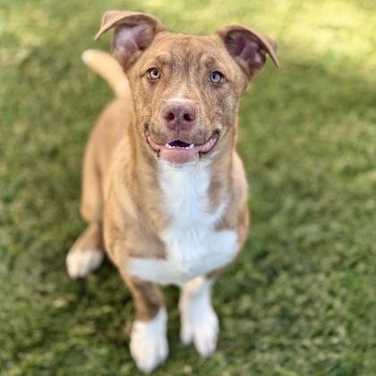 Enlarge Jet, an adoptable mixed breed in Red Bluff, CA image 4/5