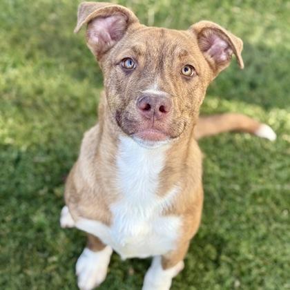 Enlarge Jet, an adoptable mixed breed in Red Bluff, CA image 5/5