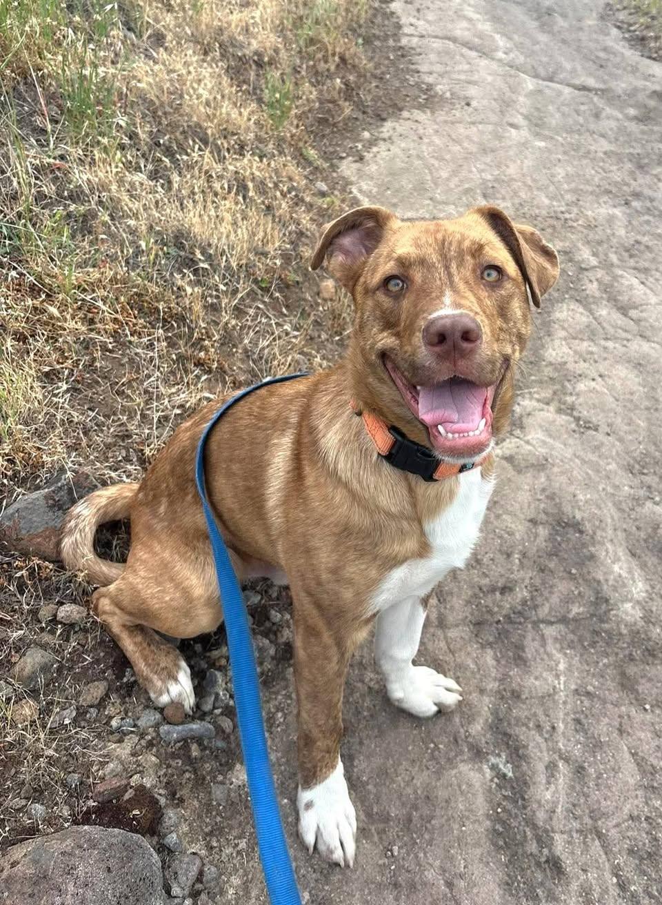 Enlarge Jet, an adoptable mixed breed in Red Bluff, CA image 3/5