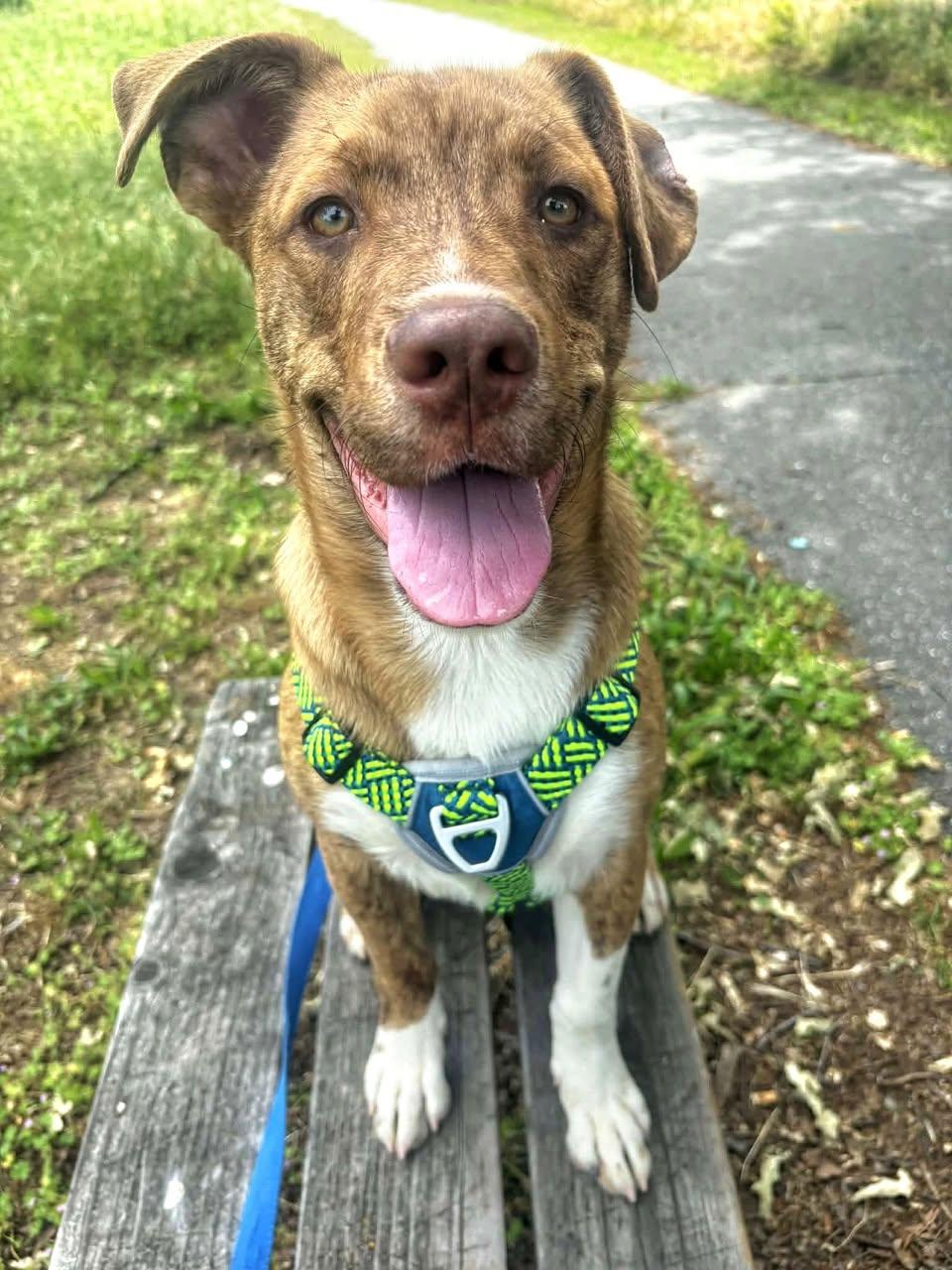 Enlarge Jet, an adoptable mixed breed in Red Bluff, CA image 1/5