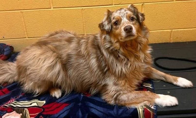 Goose TN, Adoptable, Adult Male Australian Shepherd.