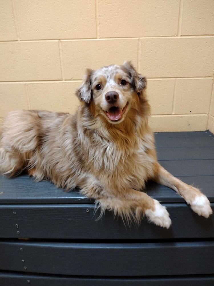 Enlarge Goose TN, a Adoptable Australian Shepherd in Ontario, CA image 2/6