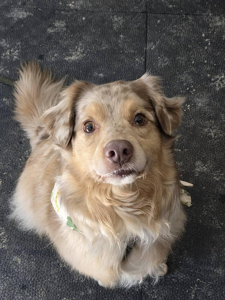 Enlarge Goose TN, a Adoptable Australian Shepherd in Ontario, CA image 3/6