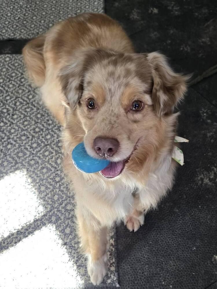 Enlarge Goose TN, a Adoptable Australian Shepherd in Ontario, CA image 4/6