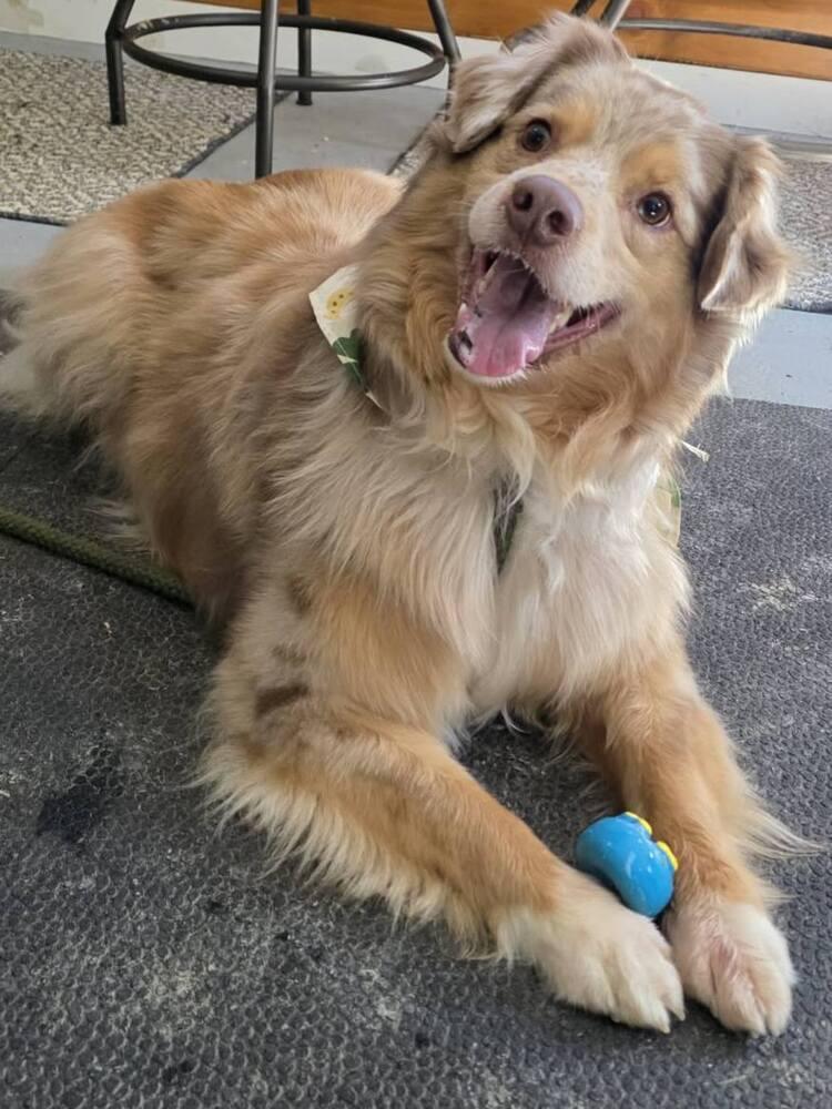 Enlarge Goose TN, a Adoptable Australian Shepherd in Ontario, CA image 5/6