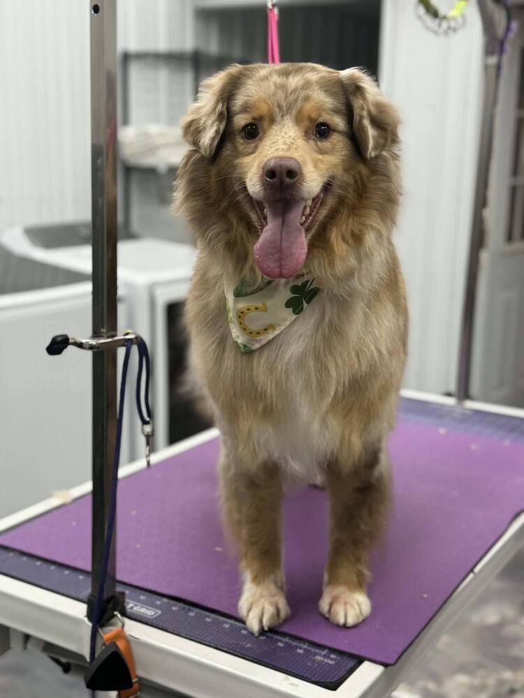 Enlarge Goose TN, a Adoptable Australian Shepherd in Ontario, CA image 6/6