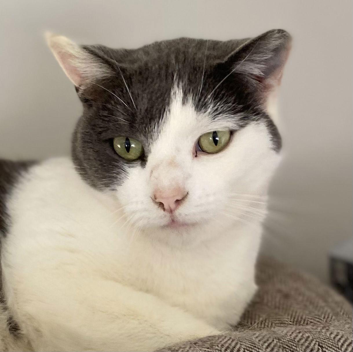 Enlarge Matilda Dec 24, a Adoptable Domestic Short Hair in Pacolet, SC image 1/3