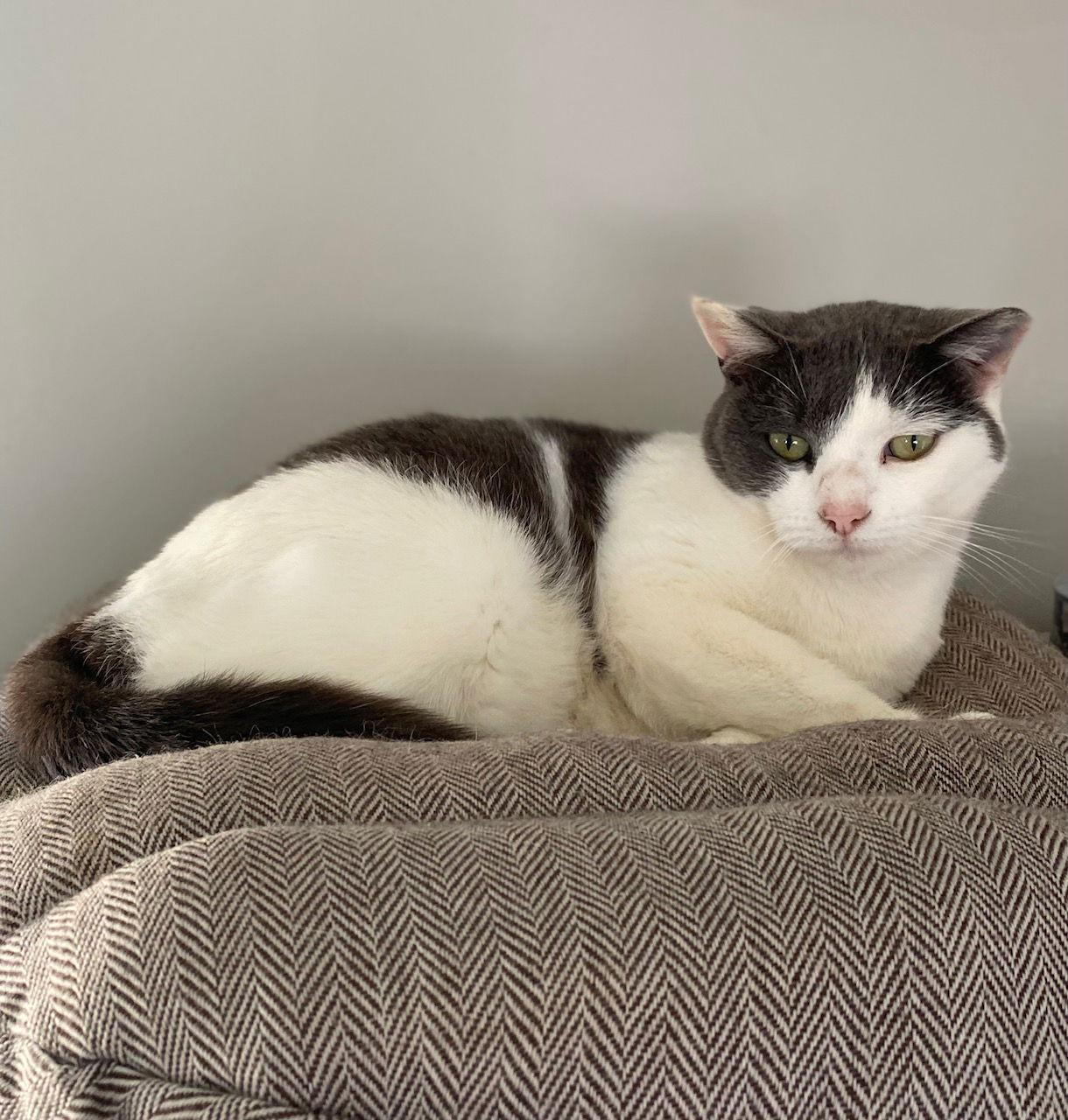 Enlarge Matilda Dec 24, a Adoptable Domestic Short Hair in Pacolet, SC image 2/3