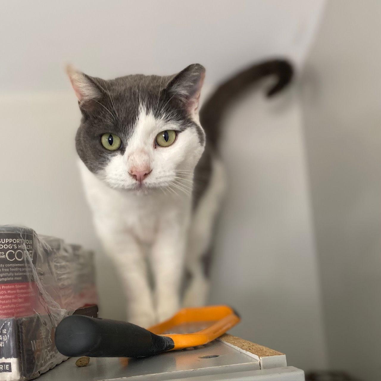 Enlarge Matilda Dec 24, a Adoptable Domestic Short Hair in Pacolet, SC image 3/3