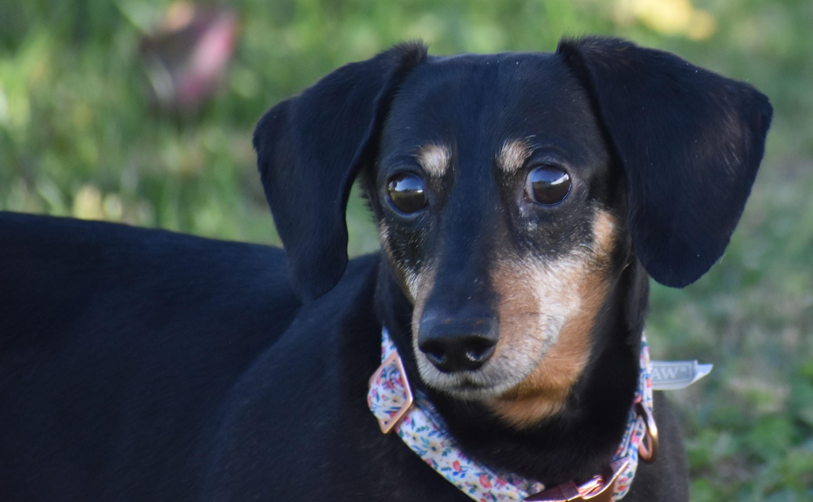 Dixie in TN, a ADOPTABLE Dachshund in Shelbyville, TN image 1/5