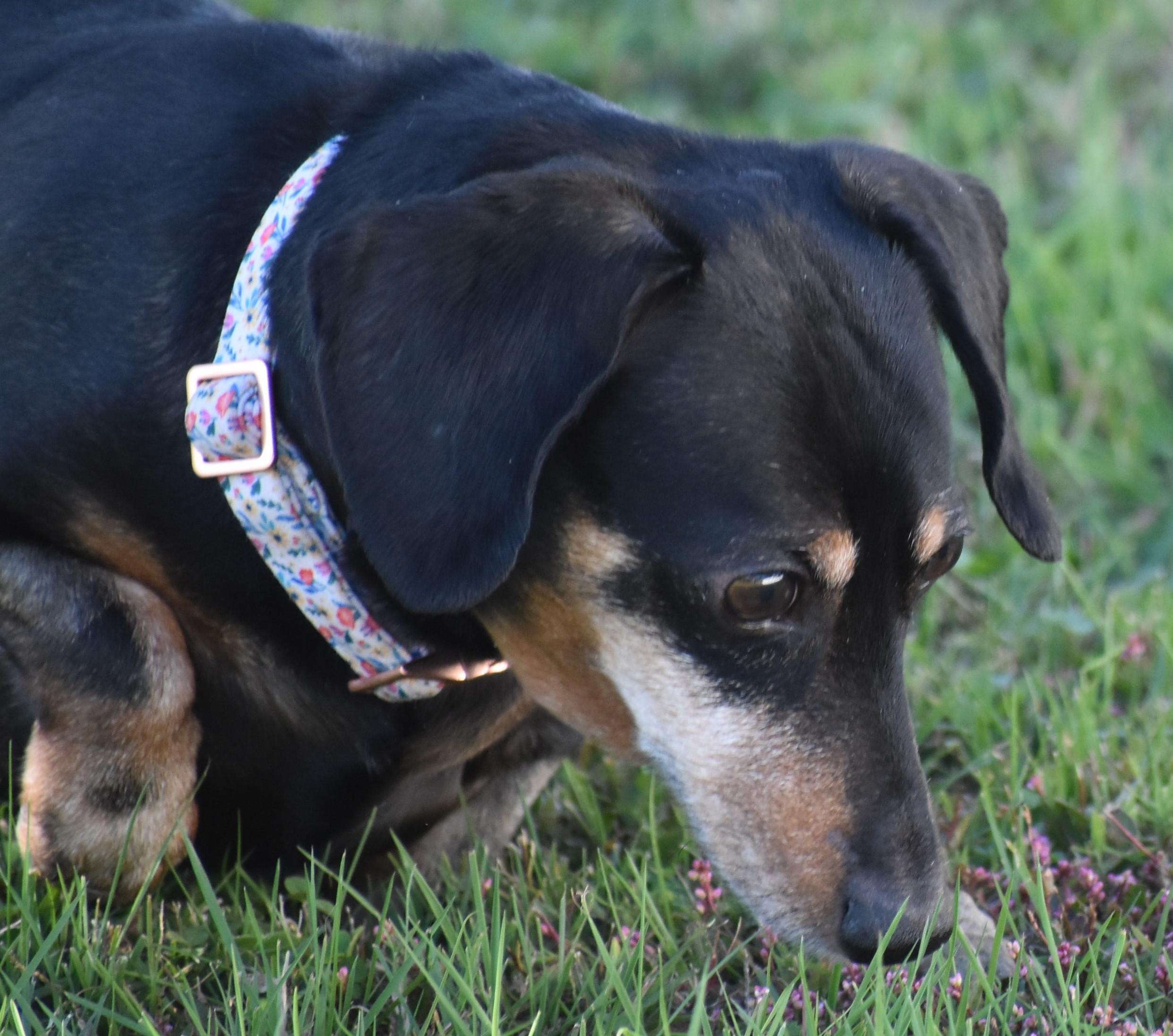 Dixie in TN, a ADOPTABLE Dachshund in Shelbyville, TN image 4/5