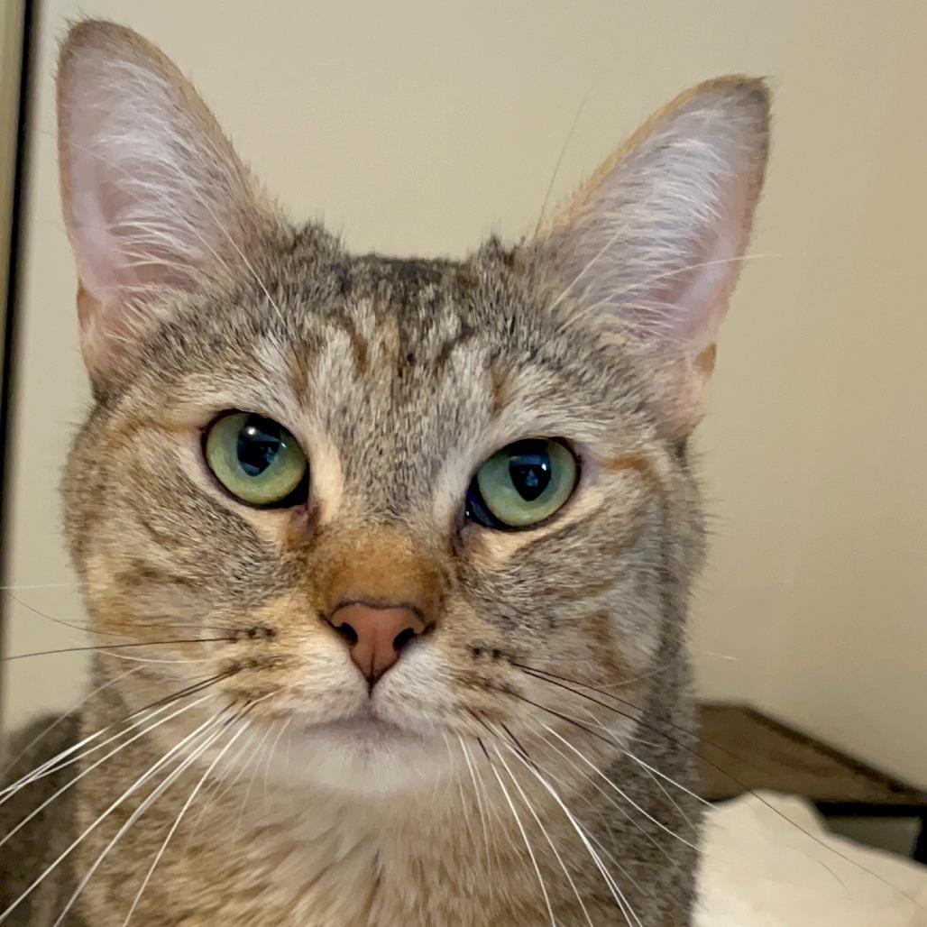Enlarge Mihku, a Adoptable mixed breed in Woodinville, WA image 3/6