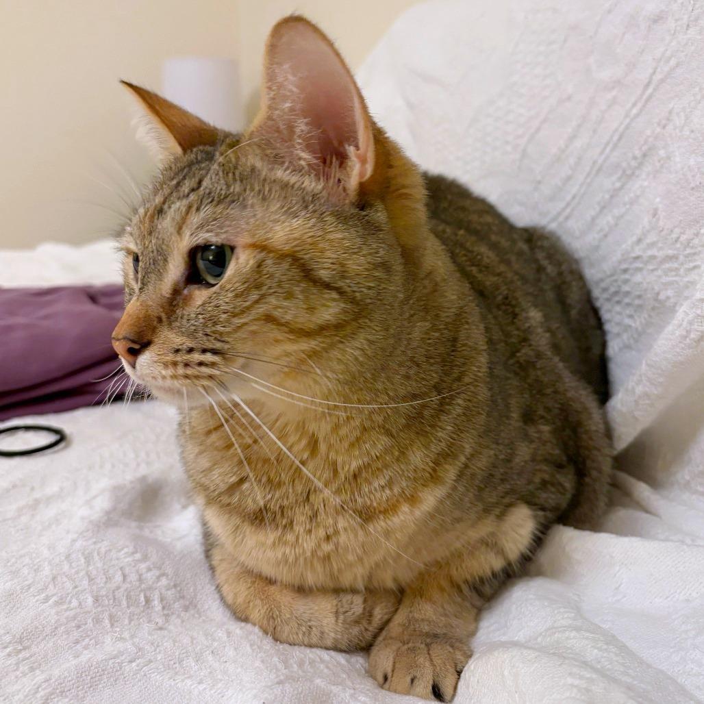 Enlarge Mihku, a Adoptable mixed breed in Woodinville, WA image 4/6