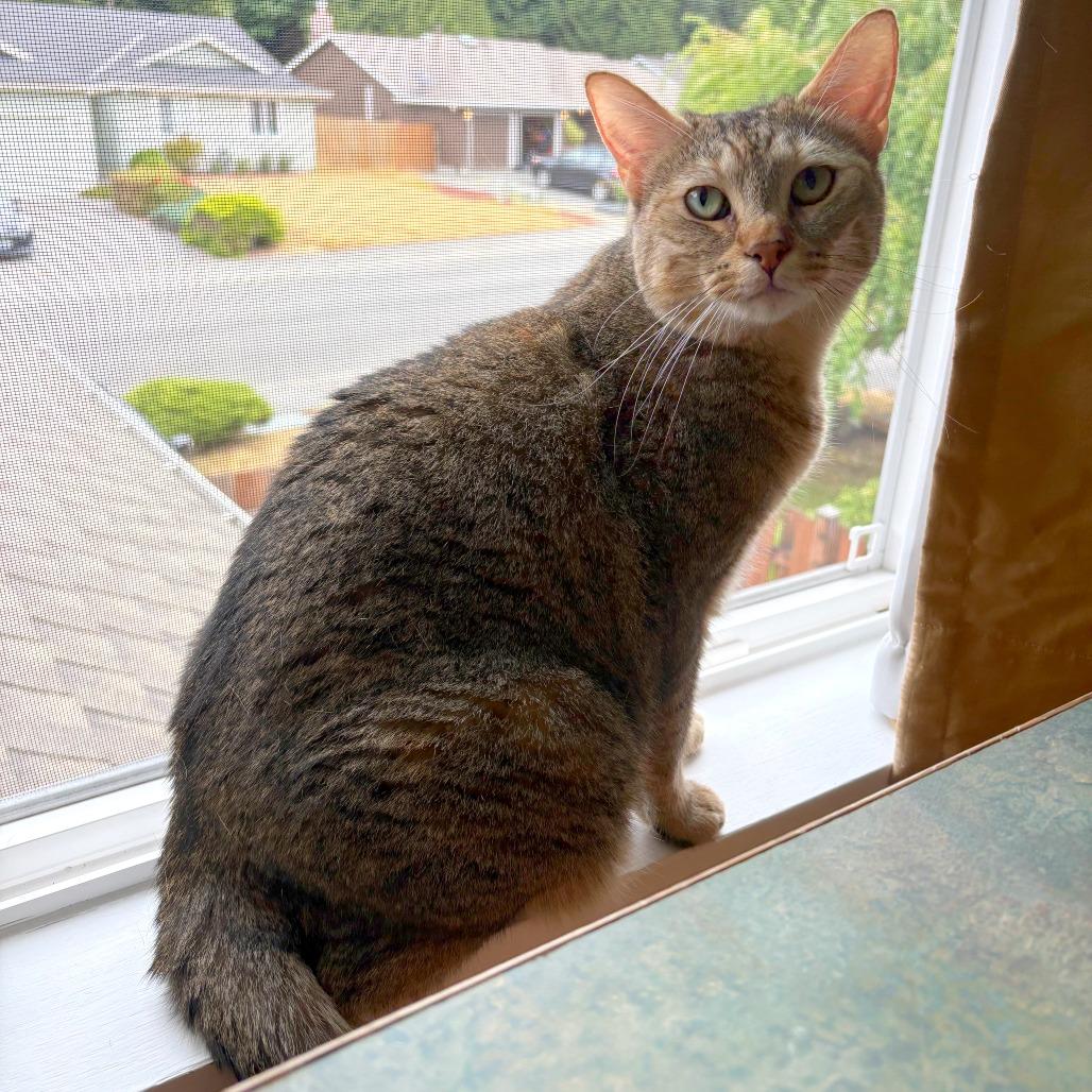 Enlarge Mihku, a Adoptable mixed breed in Woodinville, WA image 5/6
