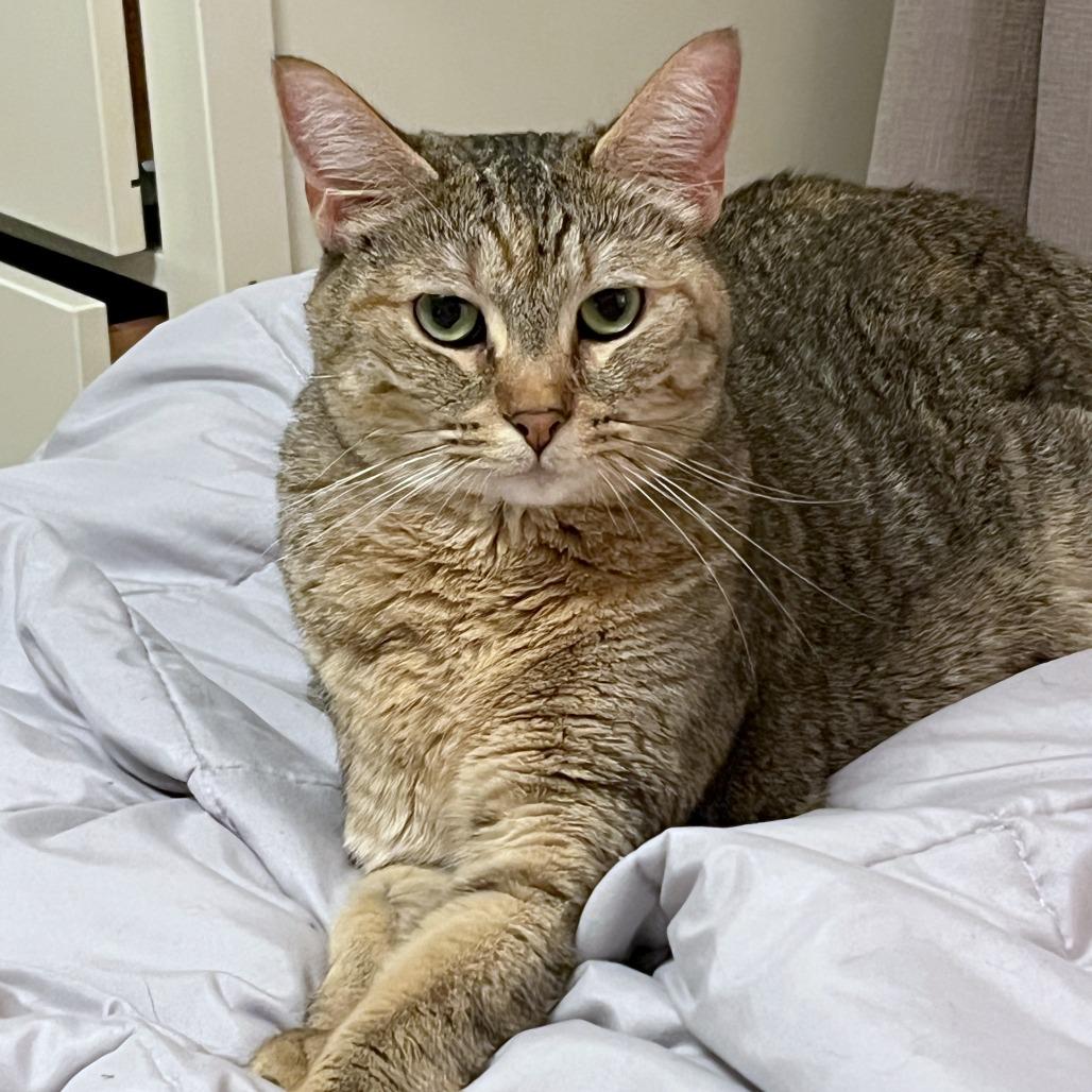 Enlarge Mihku, a Adoptable mixed breed in Woodinville, WA image 6/6