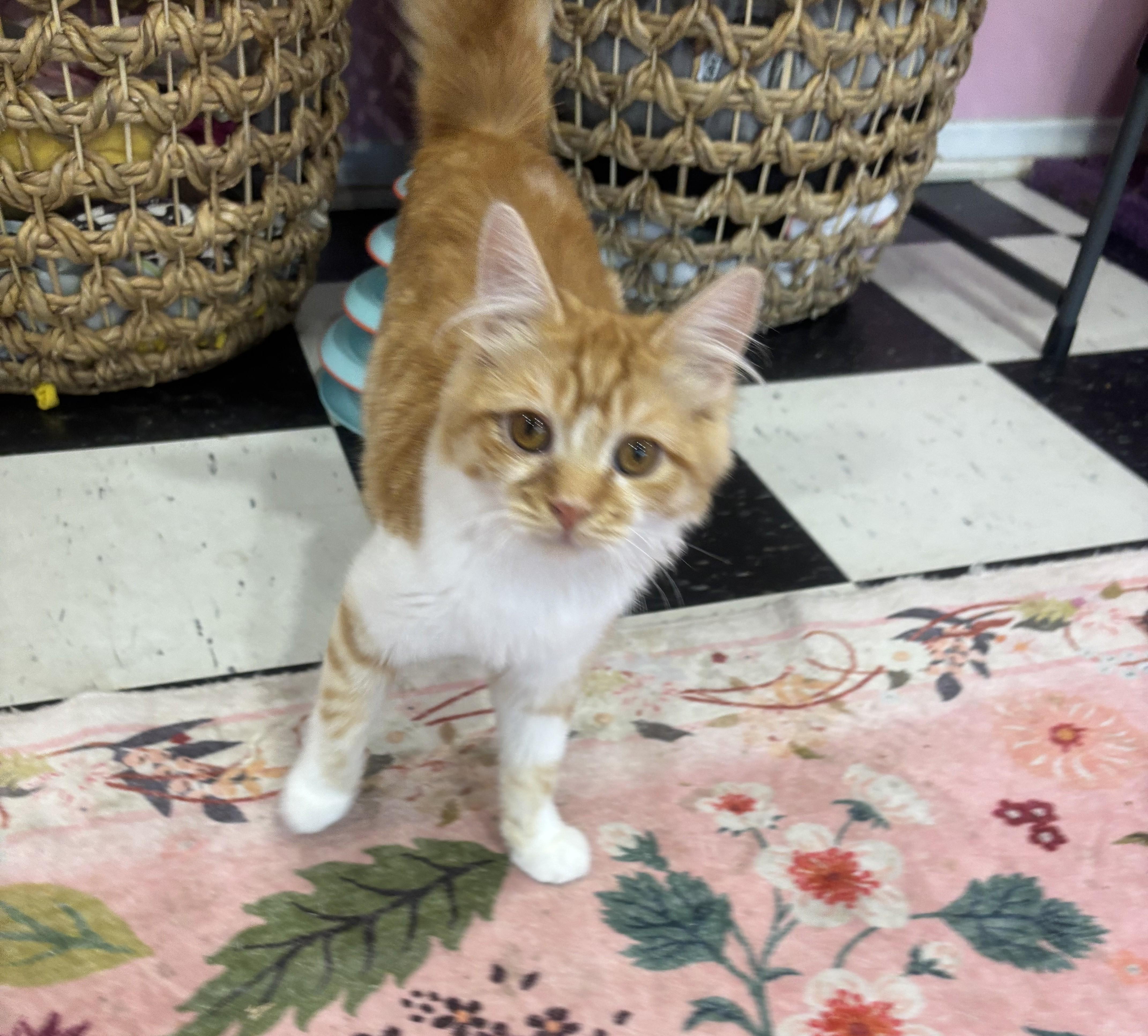 Enlarge Ani, an adopted Domestic Short Hair in Whittier, CA image 3/5