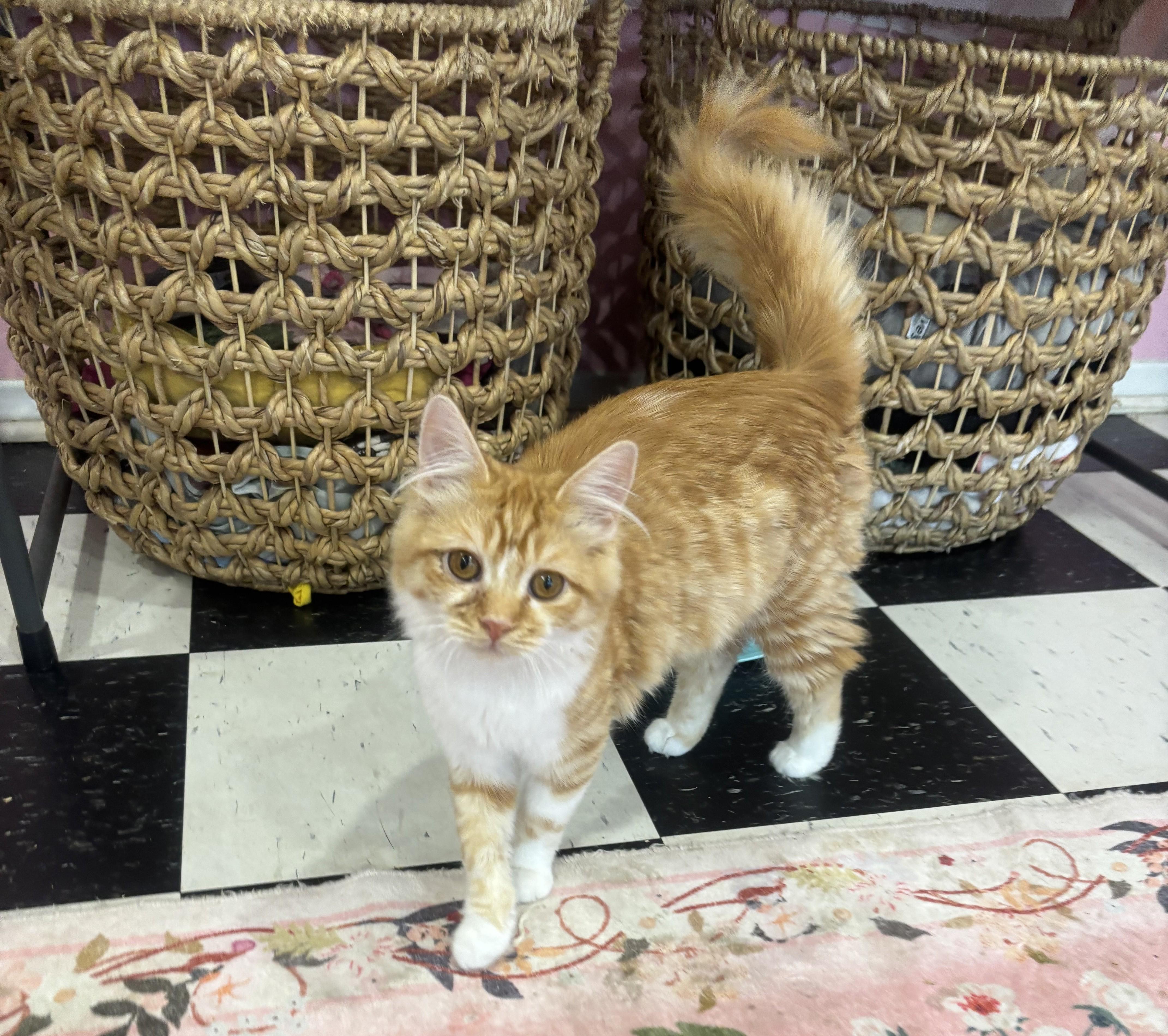 Enlarge Ani, an adopted Domestic Short Hair in Whittier, CA image 2/5