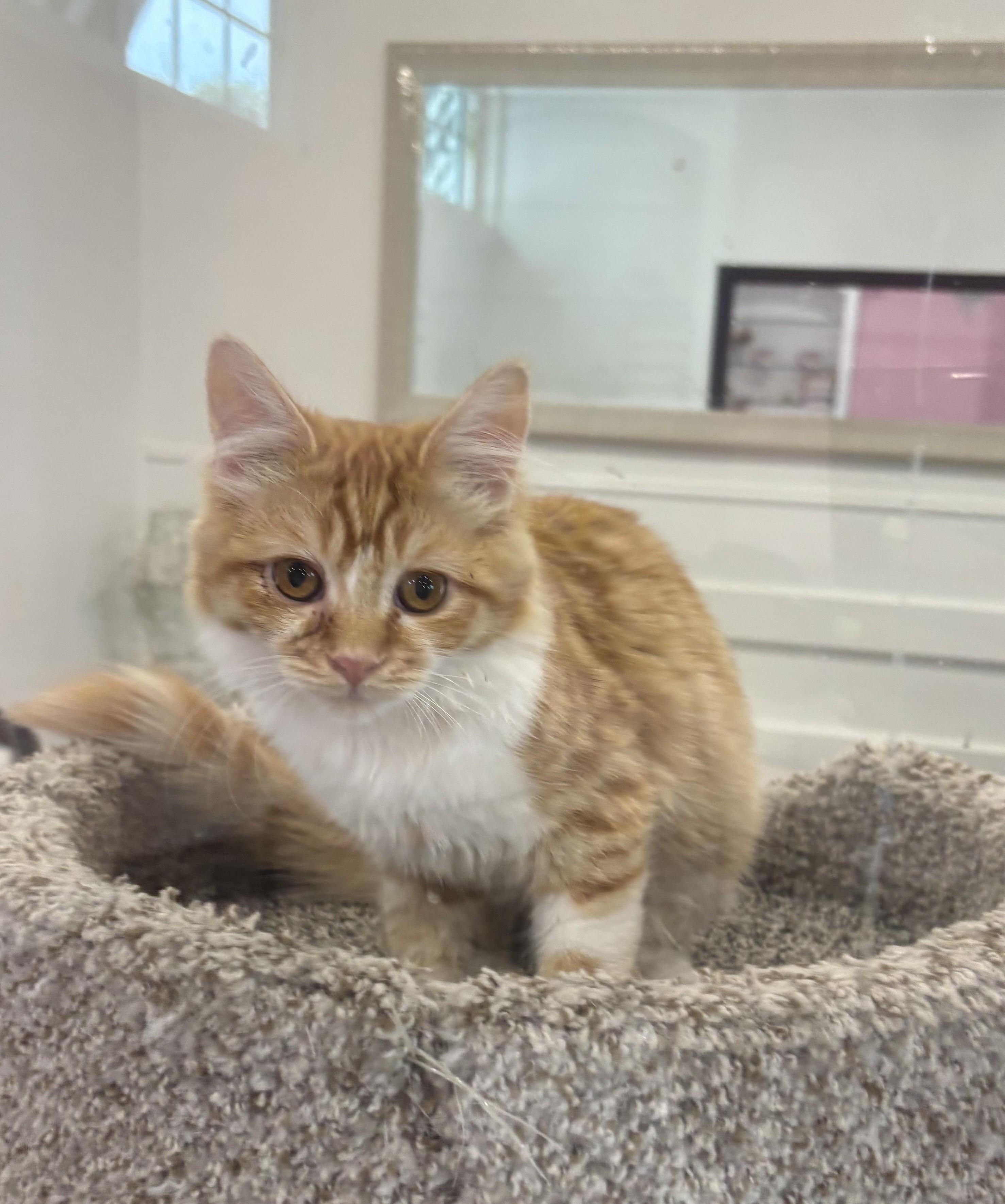 Enlarge Ani, an adopted Domestic Short Hair in Whittier, CA image 5/5