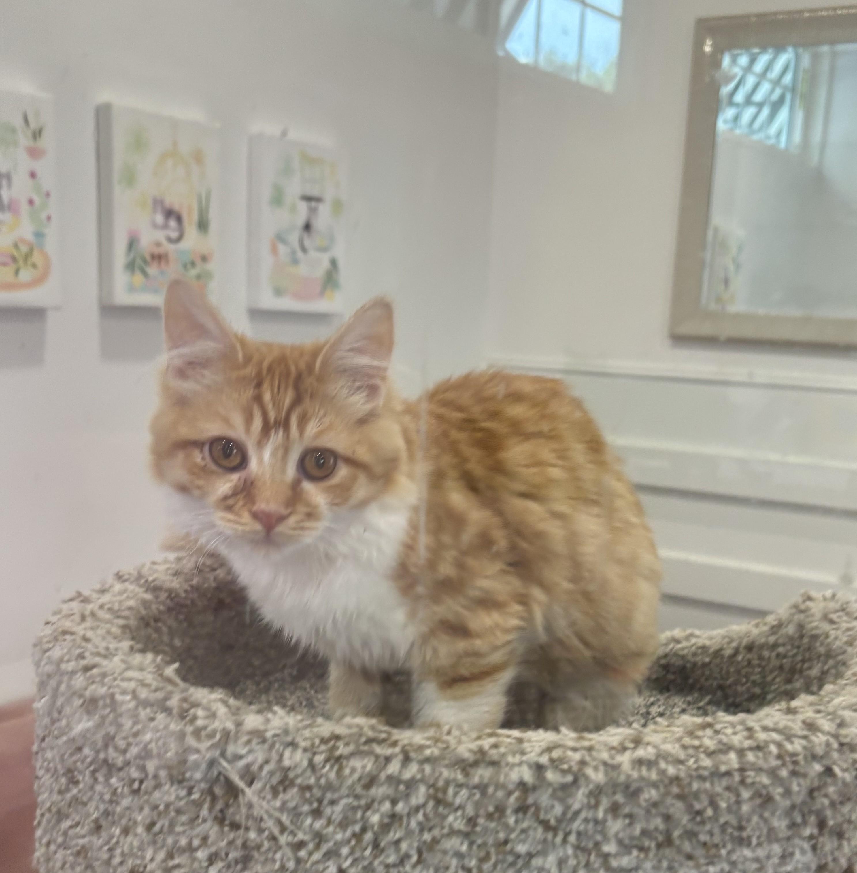 Enlarge Ani, an adopted Domestic Short Hair in Whittier, CA image 4/5