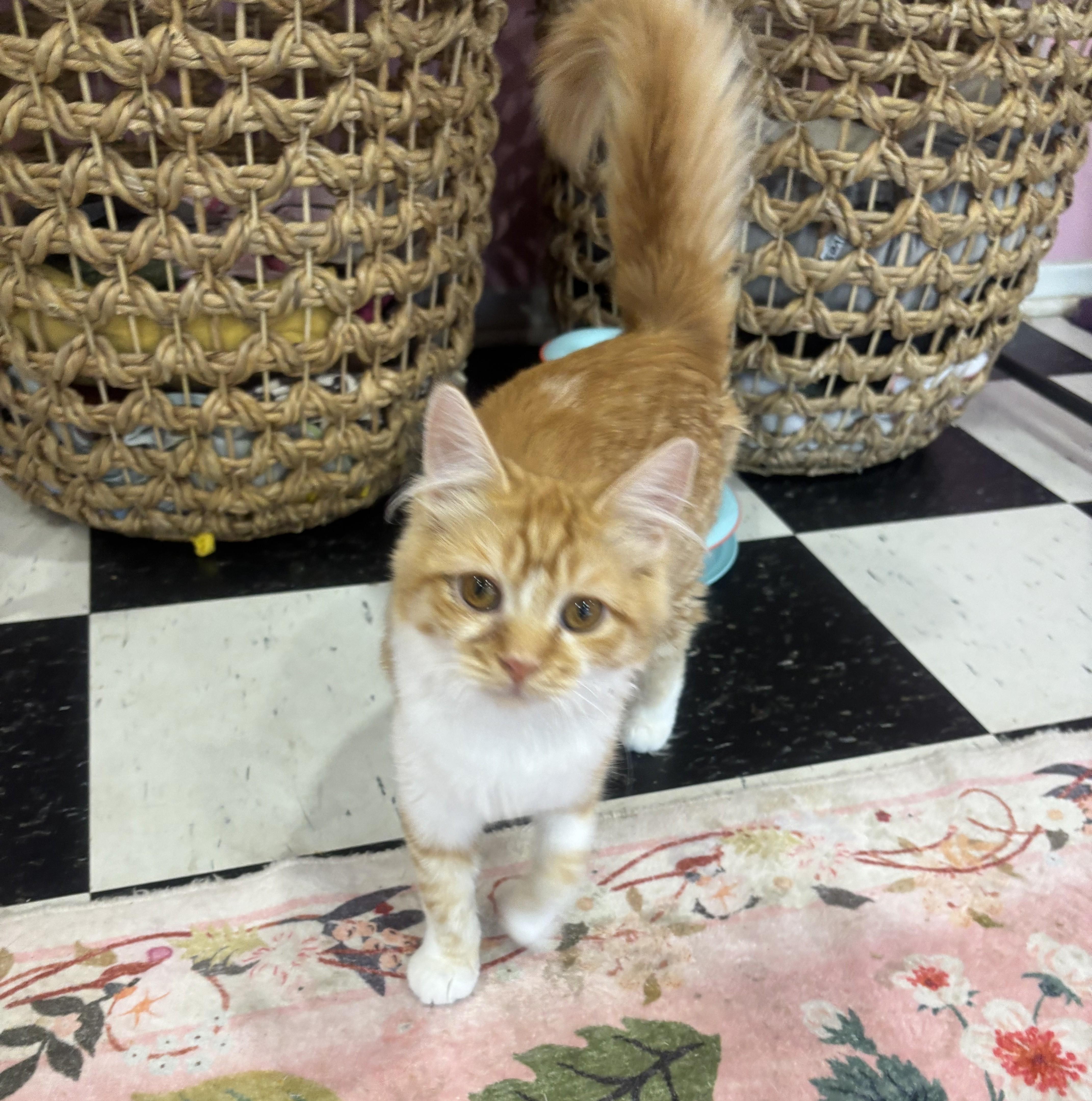 Enlarge Ani, an adopted Domestic Short Hair in Whittier, CA image 1/5