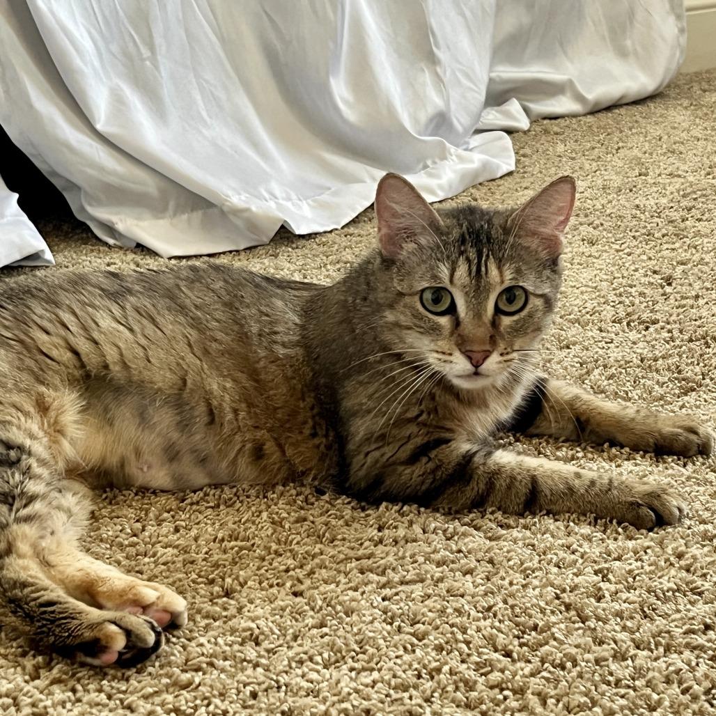 Sunshine, Adoptable, Adult Female Domestic Short Hair.