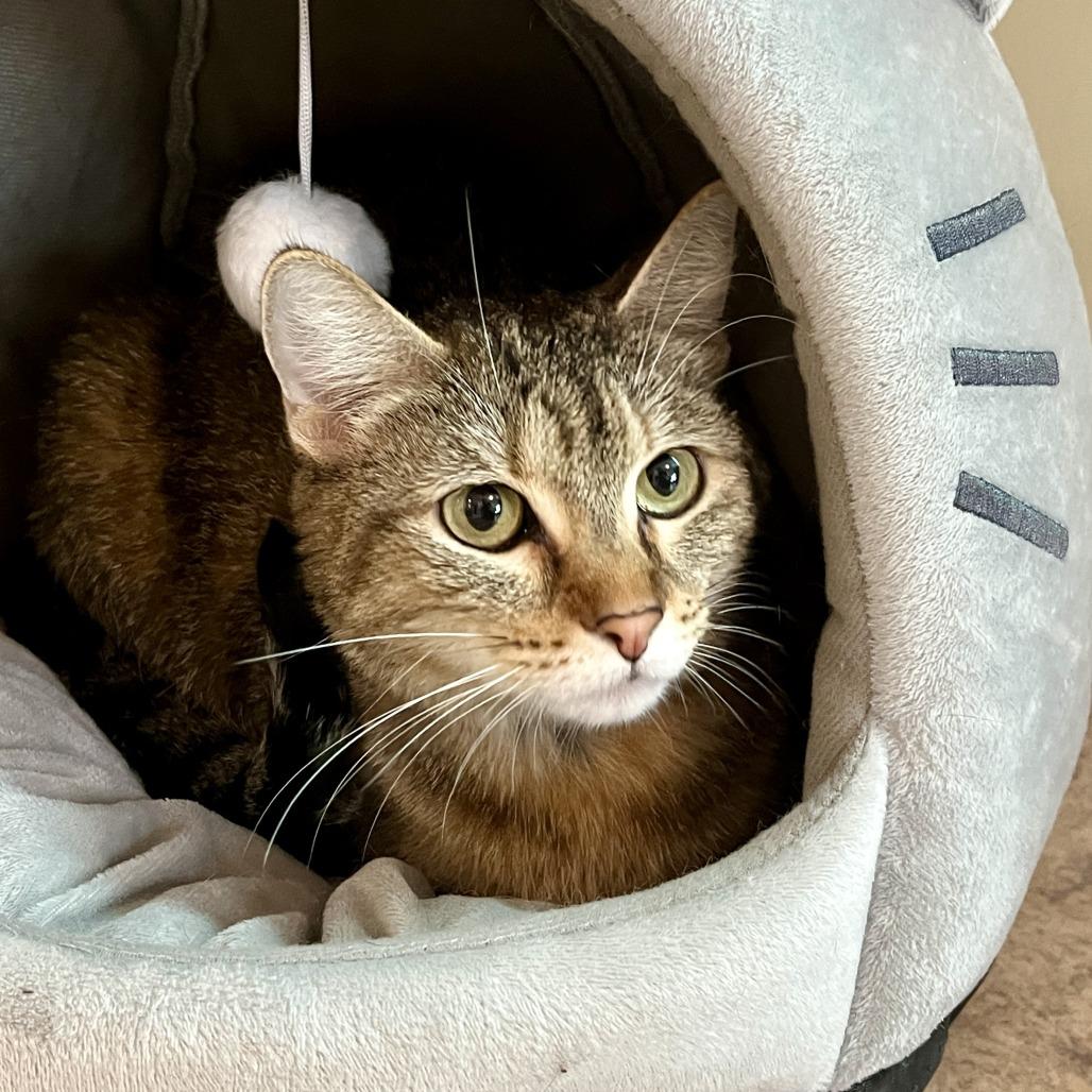 Enlarge Sunshine, a Adoptable Domestic Short Hair in Temecula, CA image 1/2