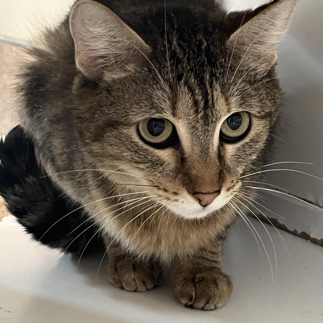 Enlarge Sunshine, a Adoptable Domestic Short Hair in Temecula, CA image 2/2