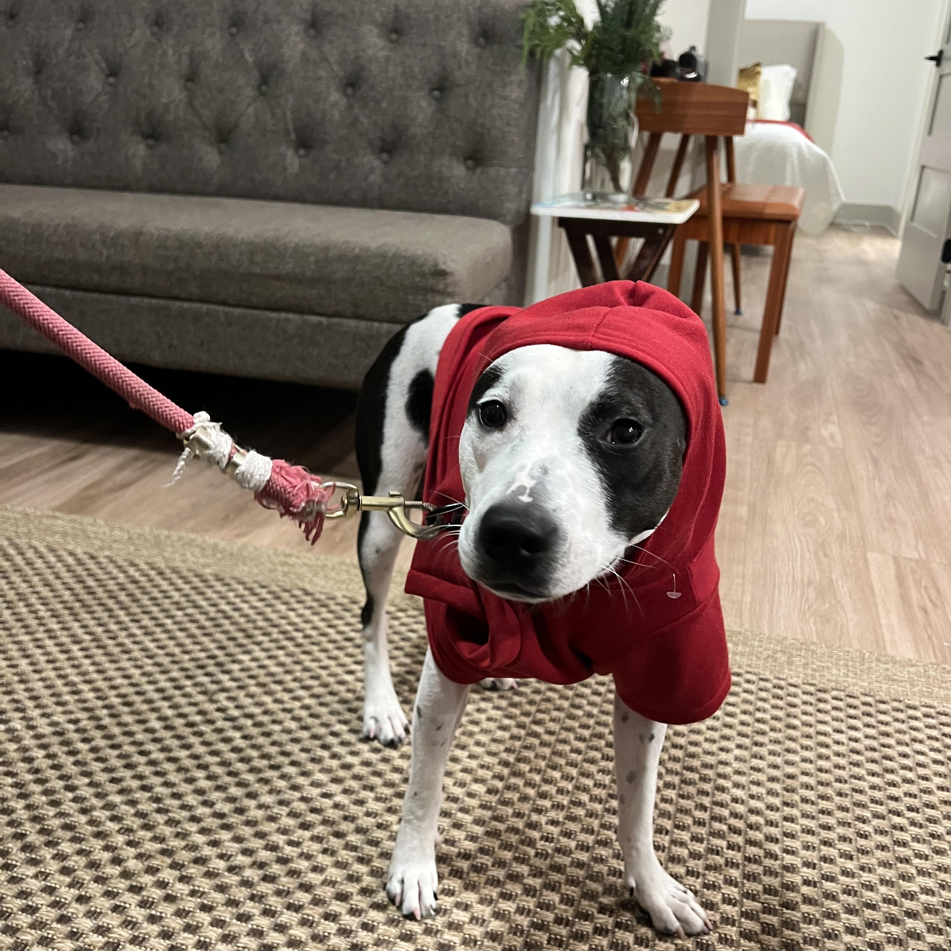 Enlarge Miley, a ADOPTABLE mixed breed in Brentwood, TN image 3/3