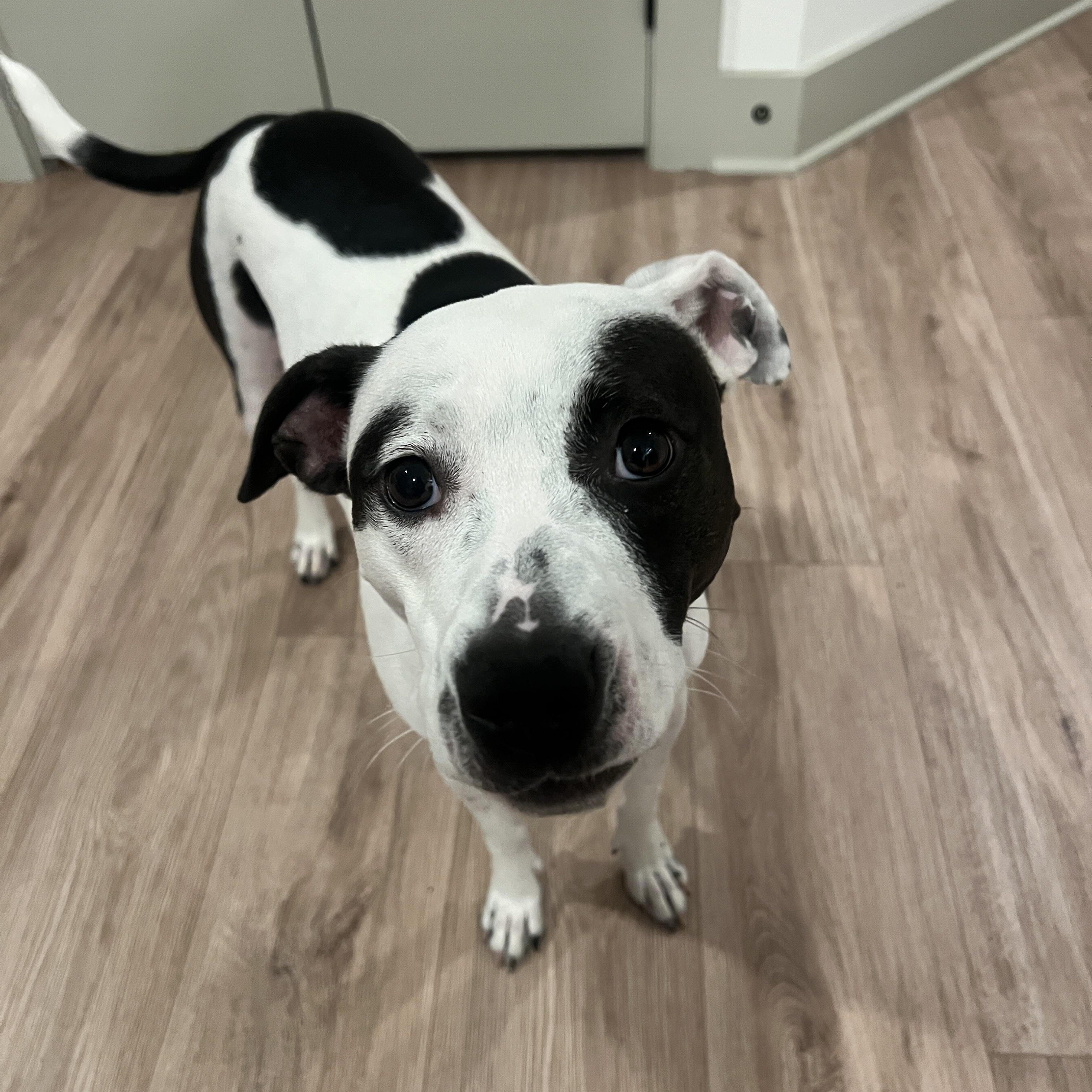 Enlarge Miley, a ADOPTABLE mixed breed in Brentwood, TN image 1/3