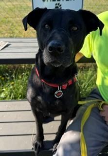 Enlarge Athena, a Adopted mixed breed in Reedsport, OR image 5/6