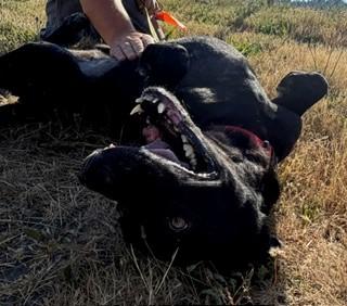 Enlarge Athena, a Adopted mixed breed in Reedsport, OR image 2/6