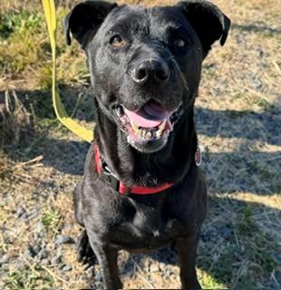 Enlarge Athena, a Adopted mixed breed in Reedsport, OR image 4/6