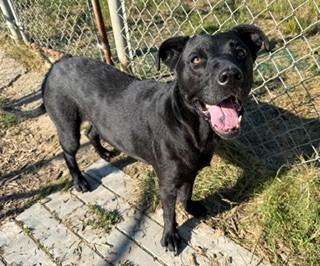 Enlarge Athena, a Adopted mixed breed in Reedsport, OR image 3/6
