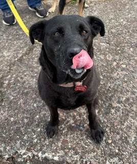 Athena, Adopted, Adult Female Black Labrador Retriever.