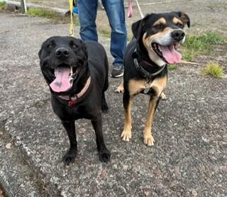 Enlarge Athena, a Adopted mixed breed in Reedsport, OR image 6/6