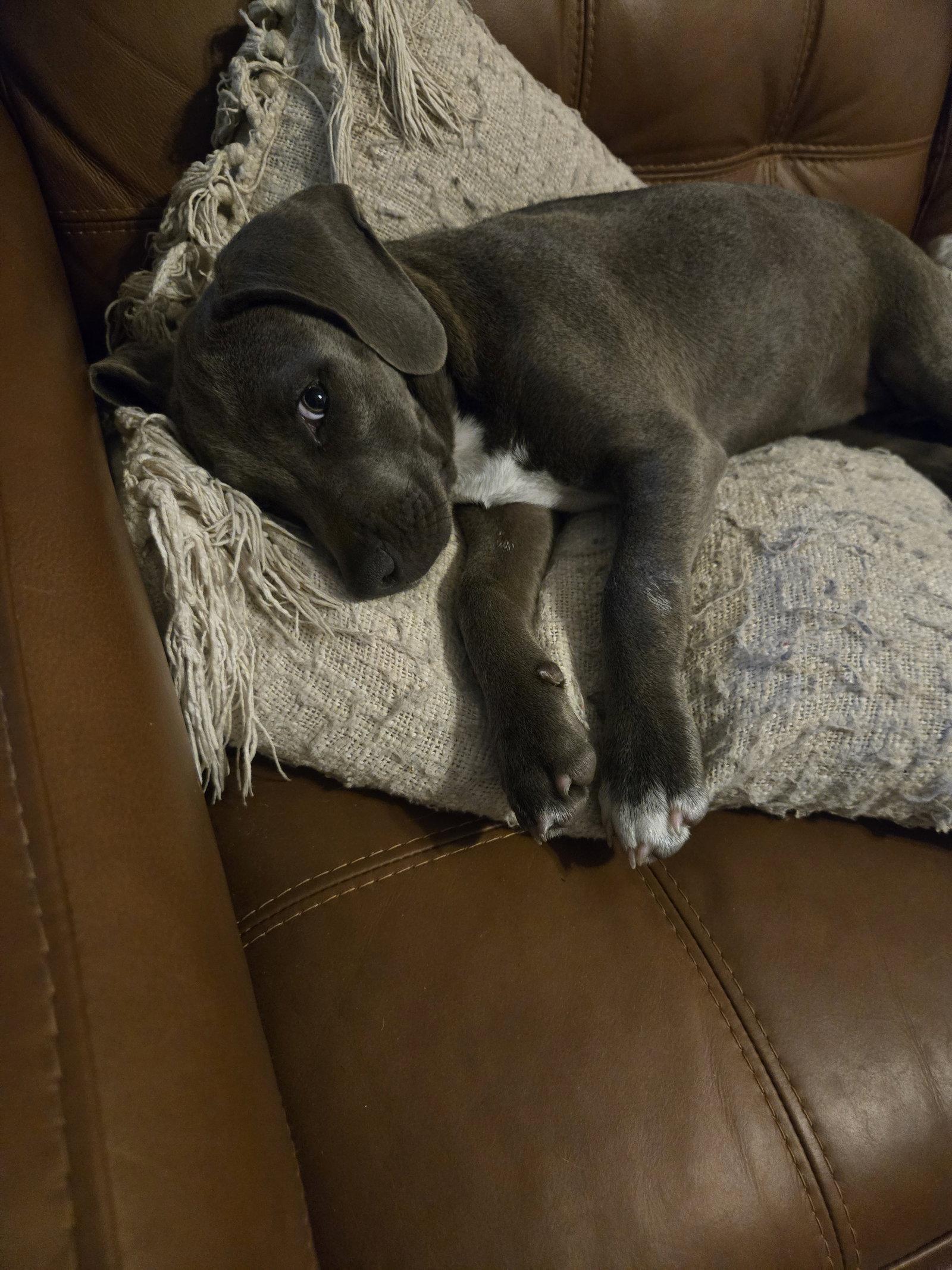 Dime, Adoptable, Puppy Female Weimaraner.