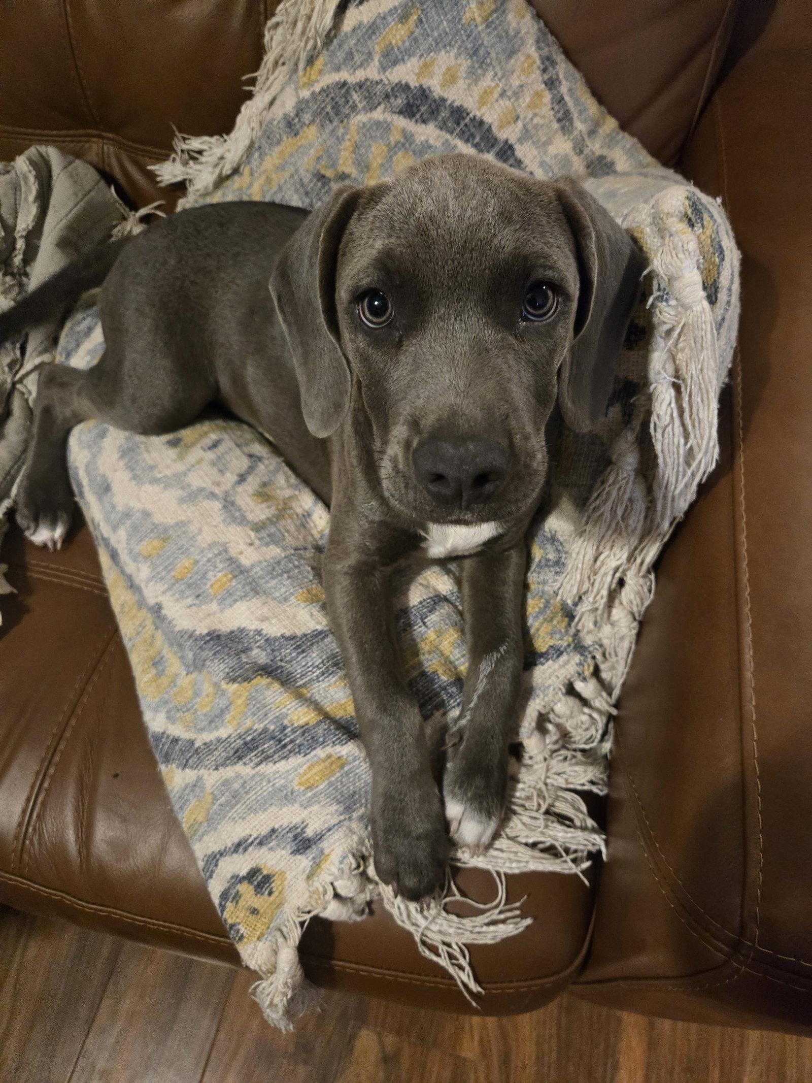 Enlarge Dime, a Adoptable Weimaraner in Garner, NC image 2/2