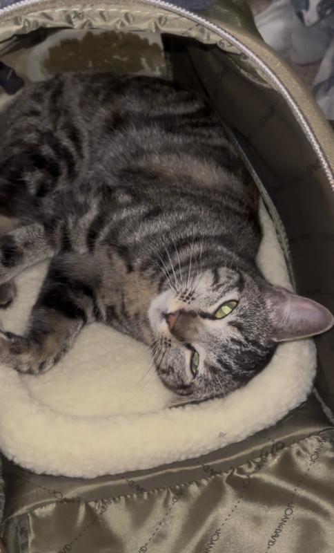 Tiny — thumbnail 2