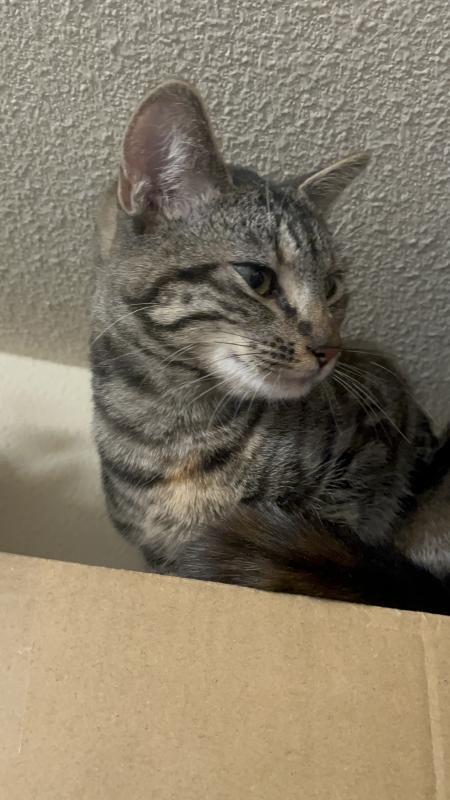 Tiny — thumbnail 3