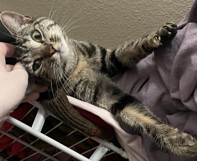 Tiny — thumbnail 4