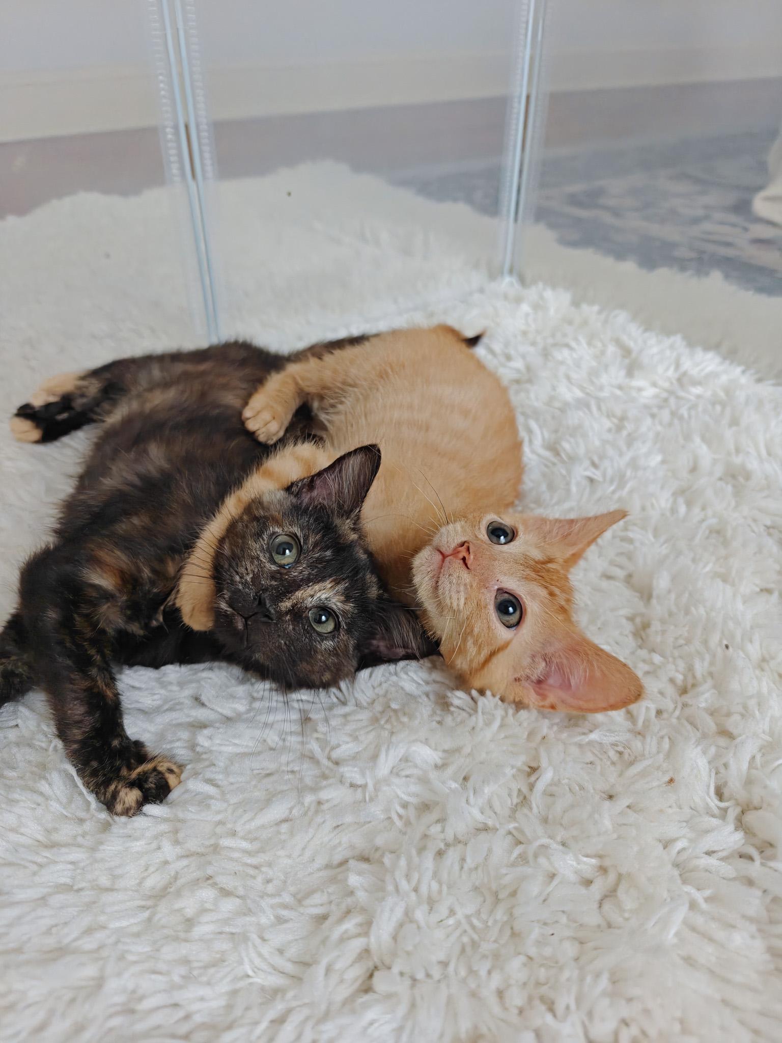 Filé, Adoptable, Young Female Domestic Short Hair.