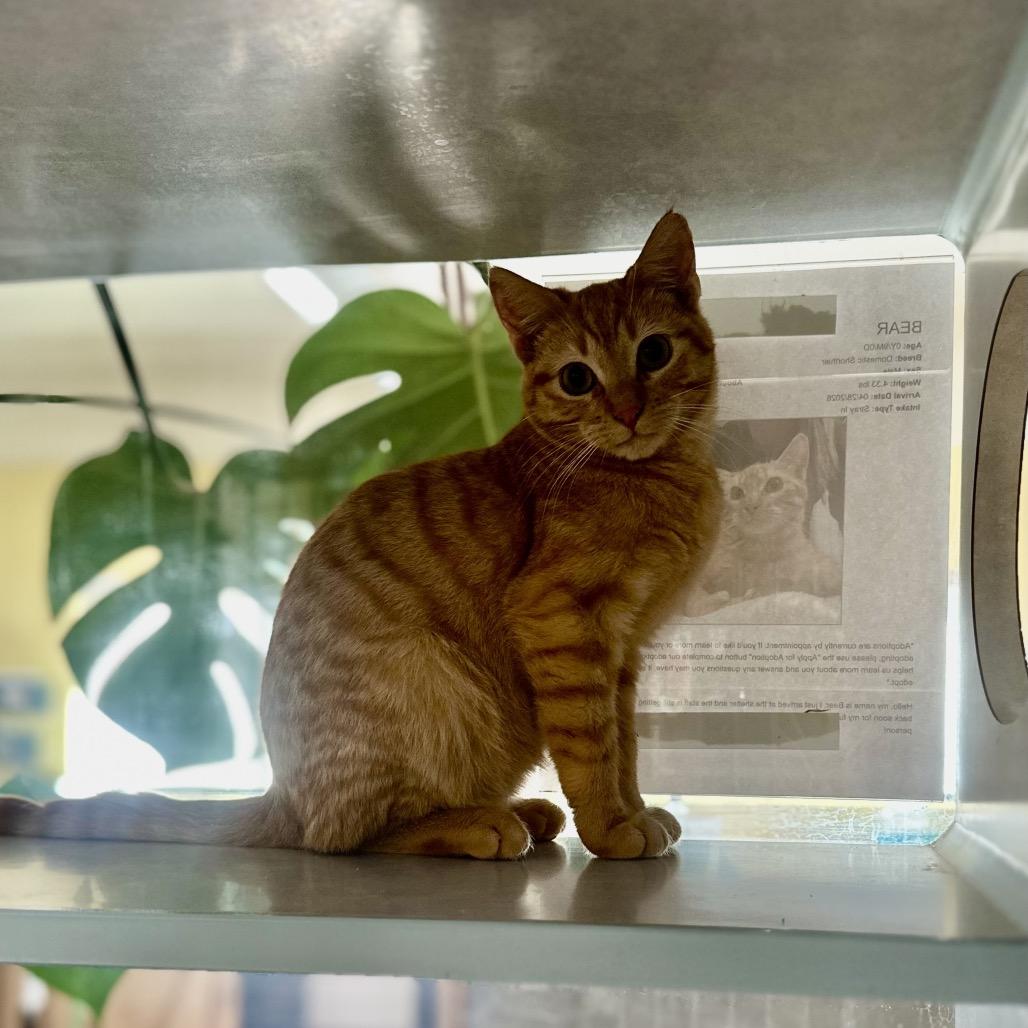 Enlarge Kittens, a Adoptable Domestic Short Hair in Glenwood Springs, CO image 1/6