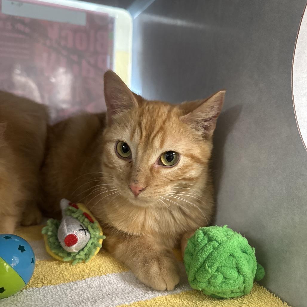 Enlarge Kittens, a Adoptable Domestic Short Hair in Glenwood Springs, CO image 2/6